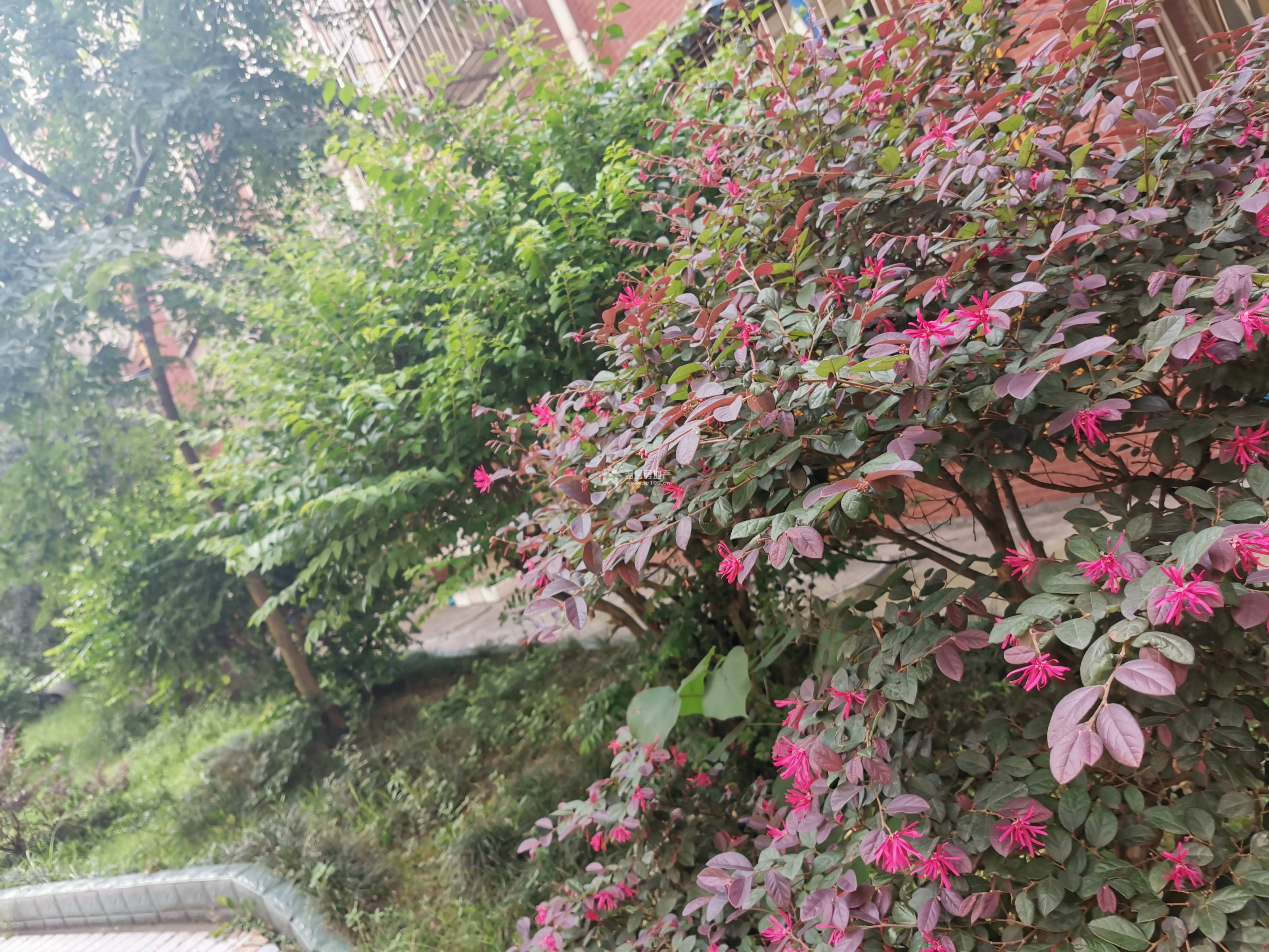 西峰丽景图片